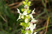 Stachys recta